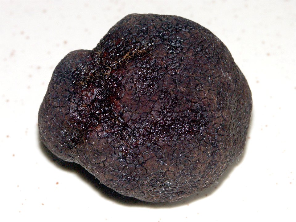 Truffe du Périgord - Récolte 2006