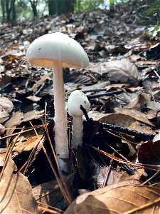 Eastern North American Destroying Angel (Amanita bisporigera)