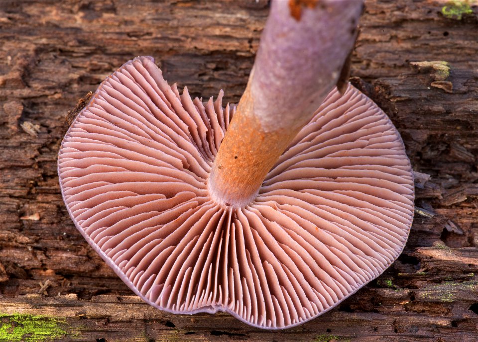 Fungi, Hyphae, Basidiomycetes, Reproducing Body, Spores, Decomposer