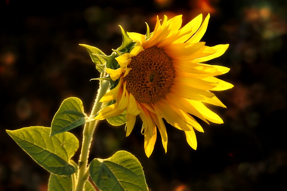 Sunflower summer garden