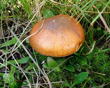 Slippery Jack mushroom (Suillus luteus). Ukraine.