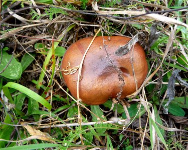 Slippery Jack mushroom (Suillus luteus). Ukraine. photo