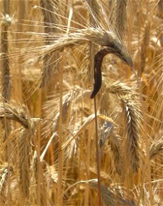 Ergot du seigle Claviceps purpurea