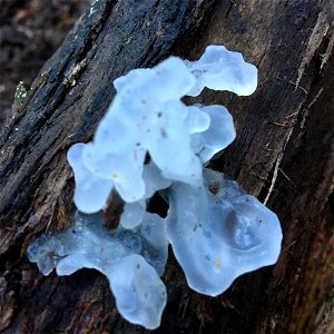 snow fungus (Tremella fuciformis) photo