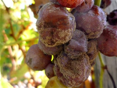 Semillon grapes in the Sauternes region near Bordeaux, South-West France, showing prized Noble Rot (Botrytis Cinerea).