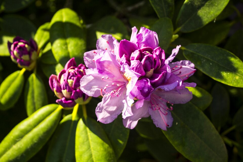 Bush spring bloom nature