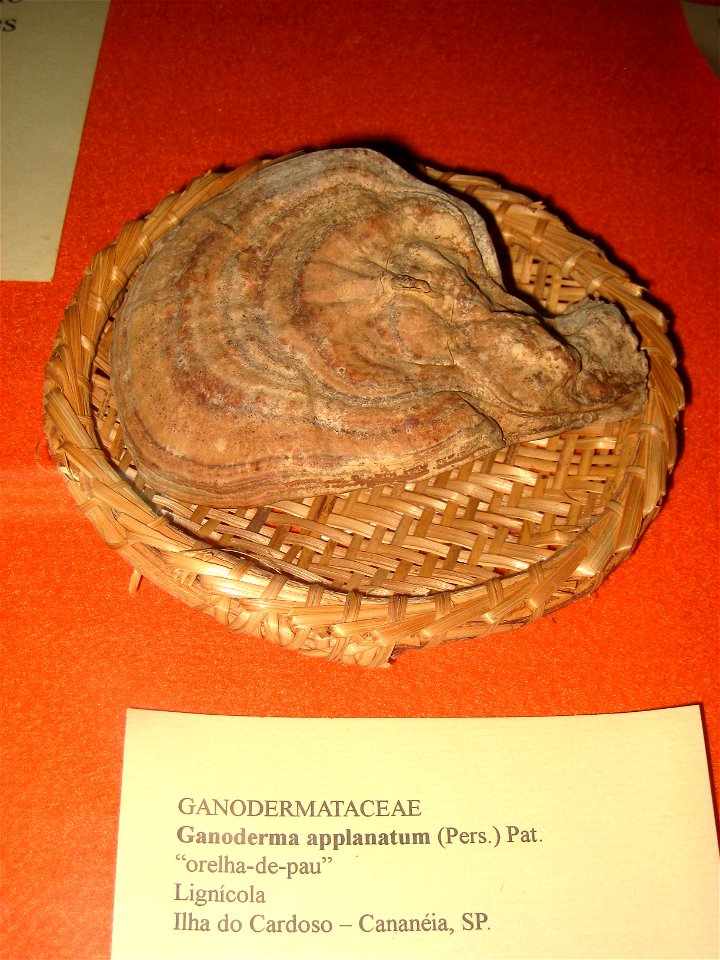 Ganoderma applanatum specimen in the Museu Botânico Dr. João Barbosa Rodrigues, Jardim Botânico de São Paulo, São Paulo City, SP, Brazil.