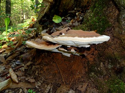 The Artist's Conk (Ganoderma applanatum) on an oak stub. The rusty brown spore dust is nicely visible. Ukraine. photo