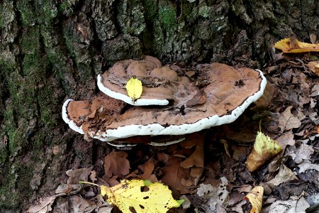 The Artist's Conk (Ganoderma applanatum). Ukraine. photo