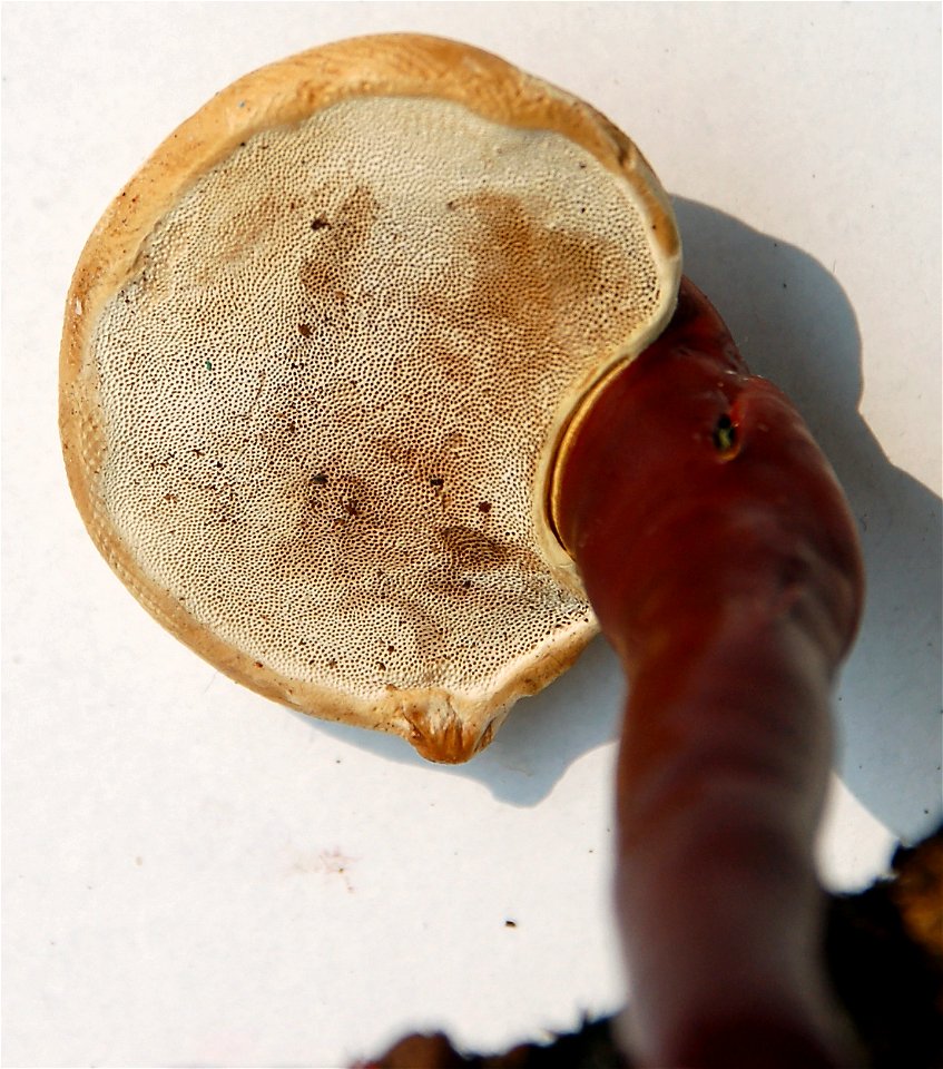 Ganoderma lucidum. Picked 14 aug 2010 near oak stump. Ukraine, Kiev Oblast, Fastiv raion