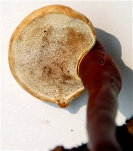 Ganoderma lucidum. Picked 14 aug 2010 near oak stump. Ukraine, Kiev Oblast, Fastiv raion