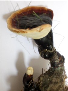 Ganoderma photo