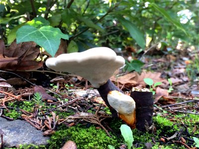 lacquered bracket (Ganoderma lucidum) photo