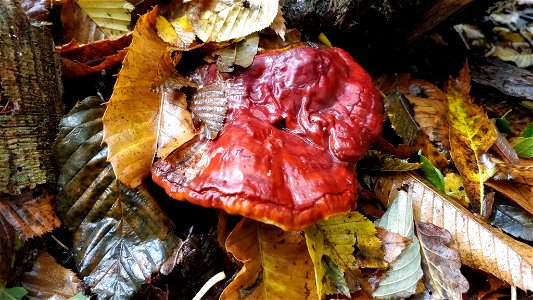 lacquered bracket (Ganoderma lucidum) photo