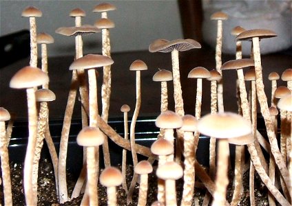 Cultivated Psilocybe tamanensis. Was originally named Psilocybe galindoi, however that is a mexican species which is synonymous with P. mexicana. This is P. tampanensis. photo
