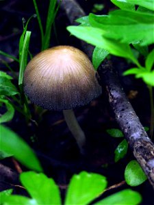 Image title: Mica cup mushroom coprinus micaceus Image from Public domain images website, http://www.public-domain-image.com/full-image/flora-plants-public-domain-images-pictures/fungi-mushrooms-publi photo