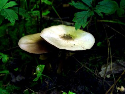 Image title: Mica cup mushroom (Coprinellus micaceus)
Image from Public domain images website, http://www.public-domain-image.com/full-image/flora-plants-public-domain-images-pictures/fungi-mushrooms-