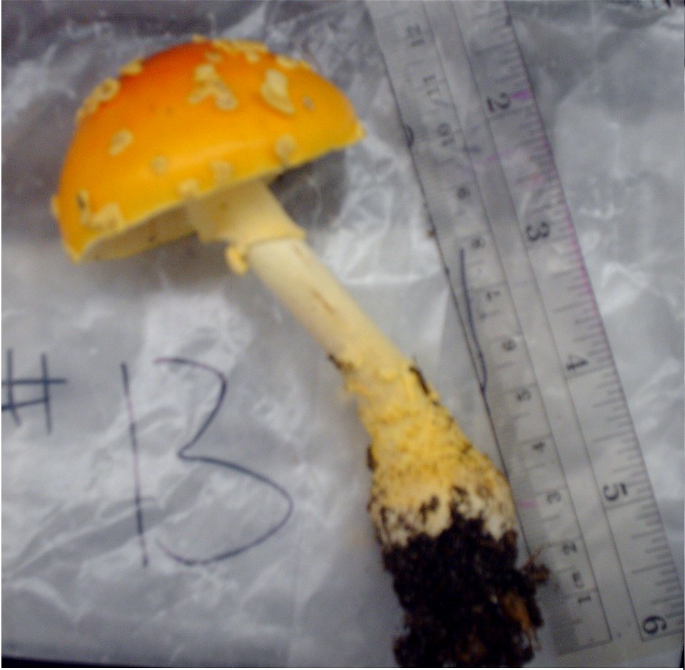 Amanita flavoconia in Schmeeckle Reserve in Stevens Point, Wisconsin