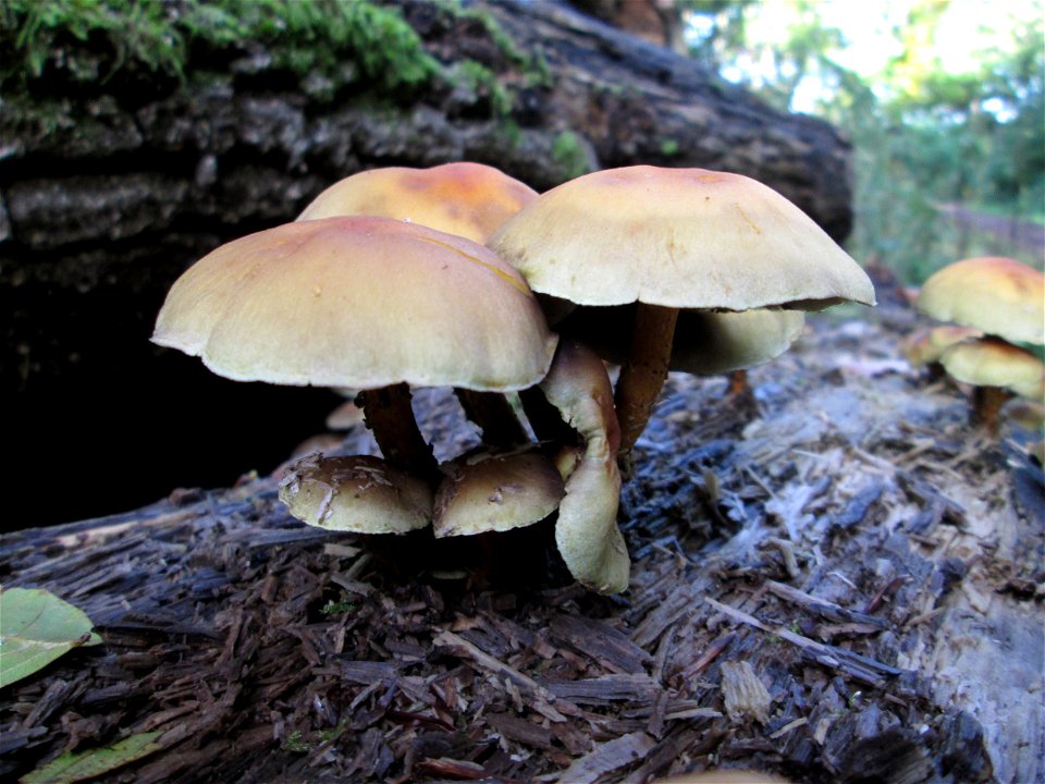 Grünblättriger Schwefelkopf (Hypholoma fasciculare) im Stiftswald Sankt Arnual
