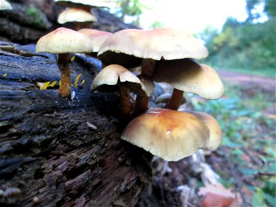 Grünblättriger Schwefelkopf (Hypholoma fasciculare) im Stiftswald Sankt Arnual