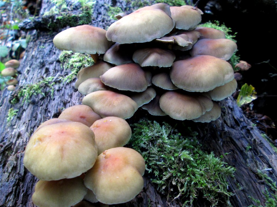 Grünblättriger Schwefelkopf (Hypholoma fasciculare) im Stiftswald Sankt Arnual