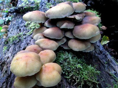 Grünblättriger Schwefelkopf (Hypholoma fasciculare) im Stiftswald Sankt Arnual photo