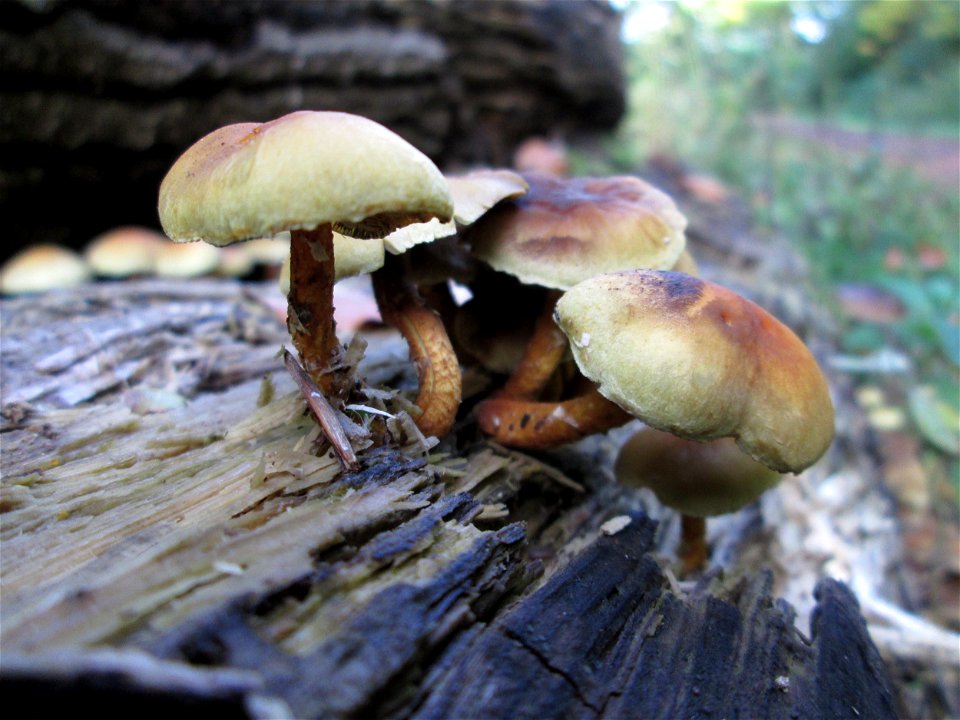 Grünblättriger Schwefelkopf (Hypholoma fasciculare) im Stiftswald Sankt Arnual