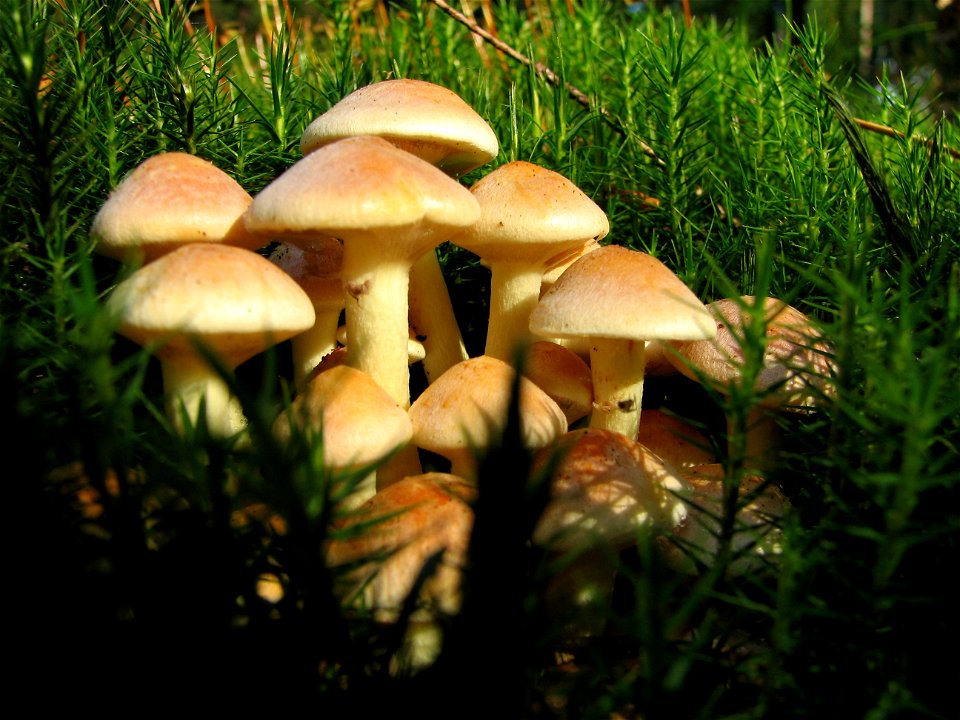 Hypholoma fasciculare