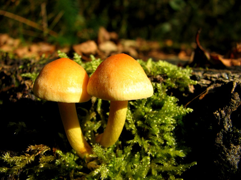 Hypholoma fasciculare
