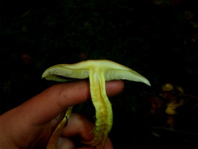 Sulphur Tuft (Hypholoma fasciculare) photo