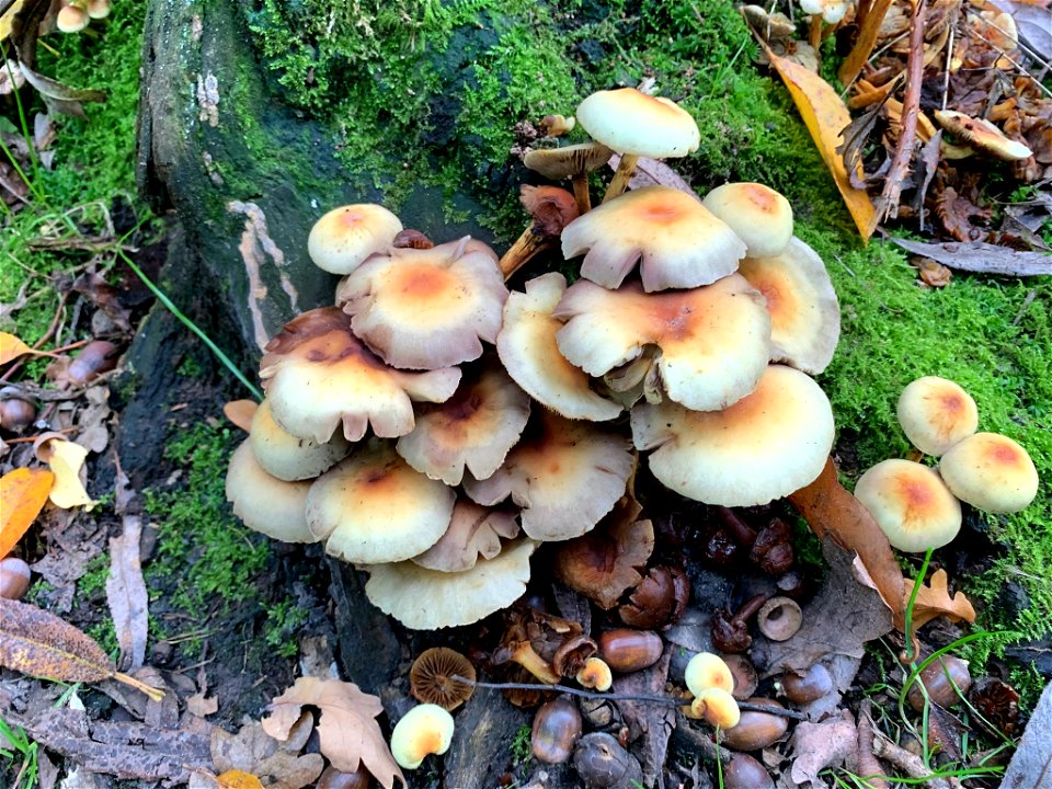Sulphur Tuft (Hypholoma fasciculare)