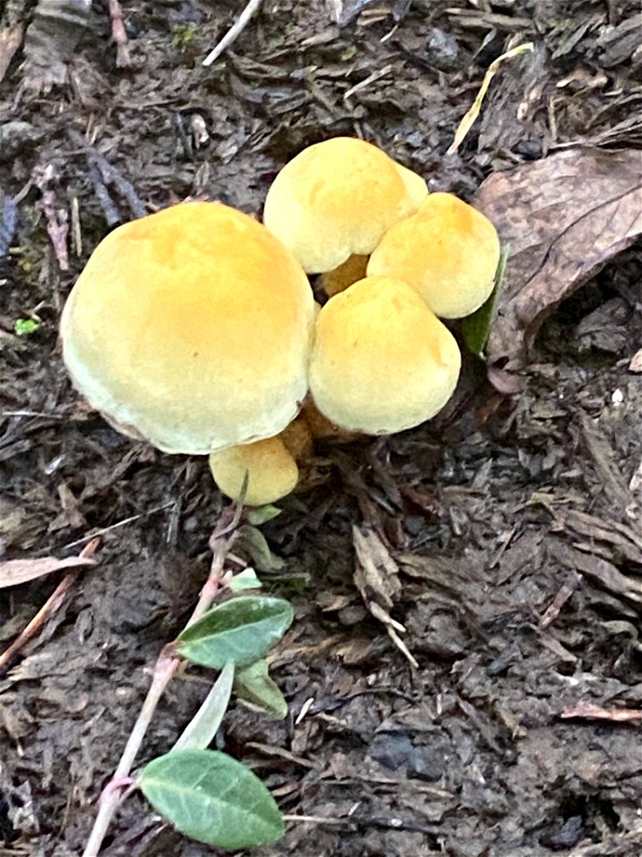 Sulphur Tuft (Hypholoma fasciculare)