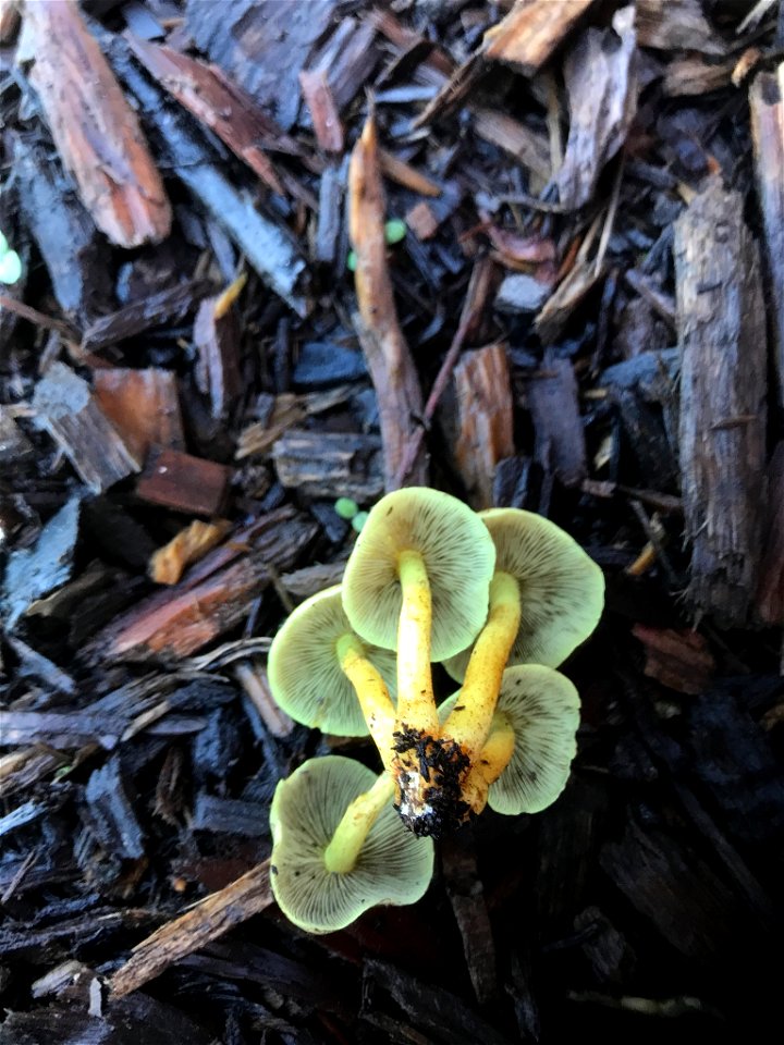 Sulphur Tuft (Hypholoma fasciculare)