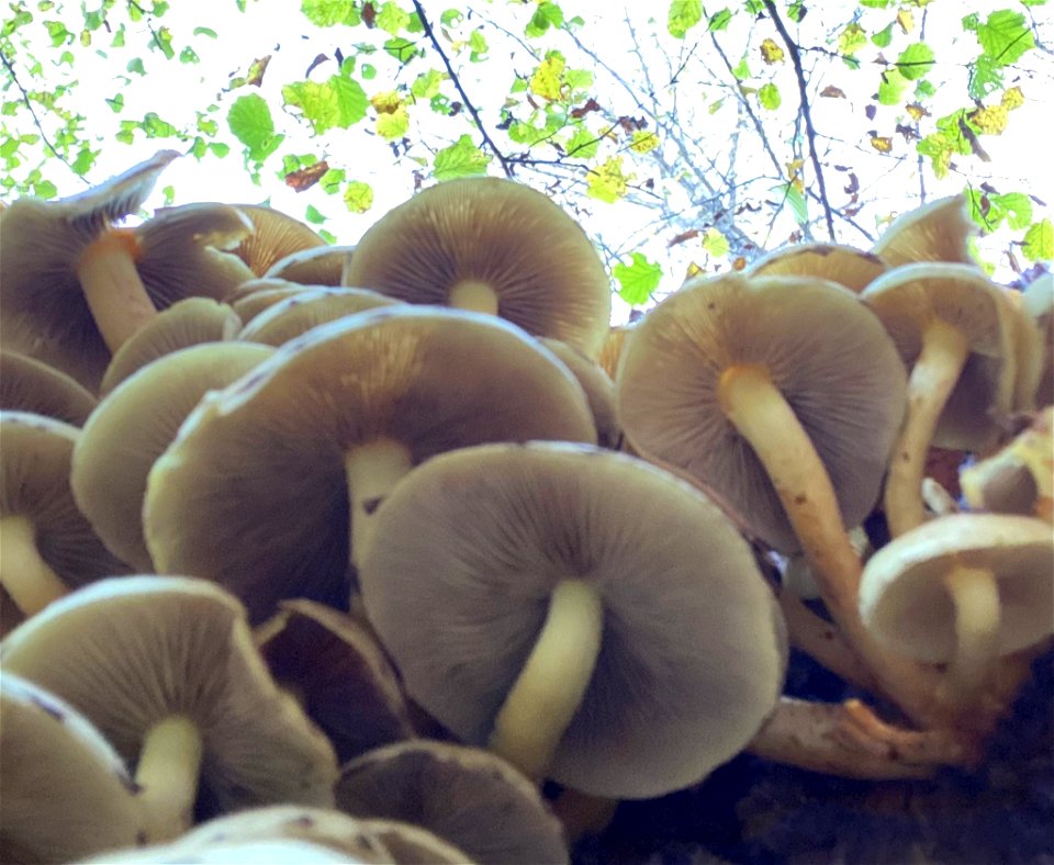 Sulphur Tuft (Hypholoma fasciculare)