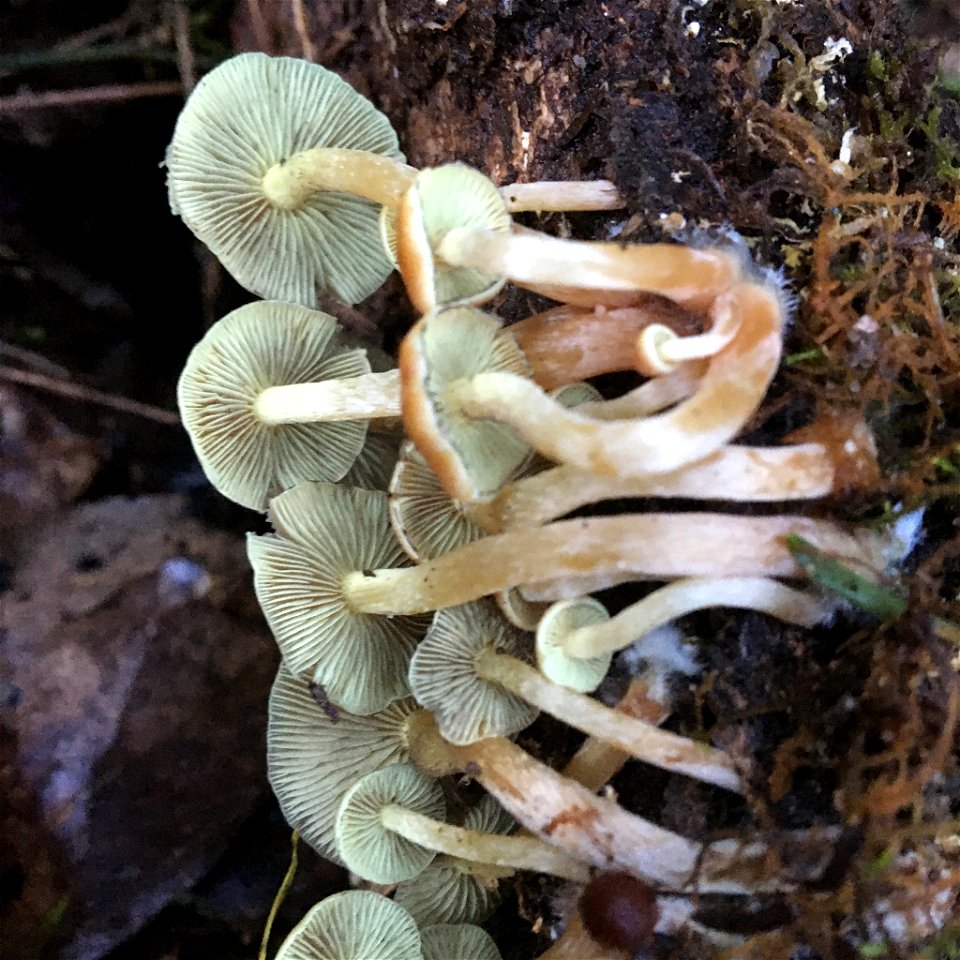 Sulphur Tuft (Hypholoma fasciculare)