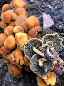 Sulphur Tuft (Hypholoma fasciculare)