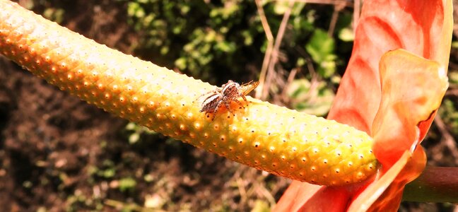 Insects spider hunting colombia