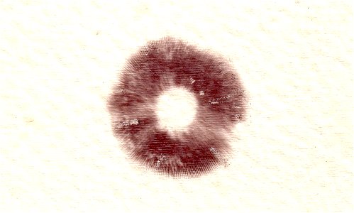 Esporada de Nematoloma fasciculare (O Grove).