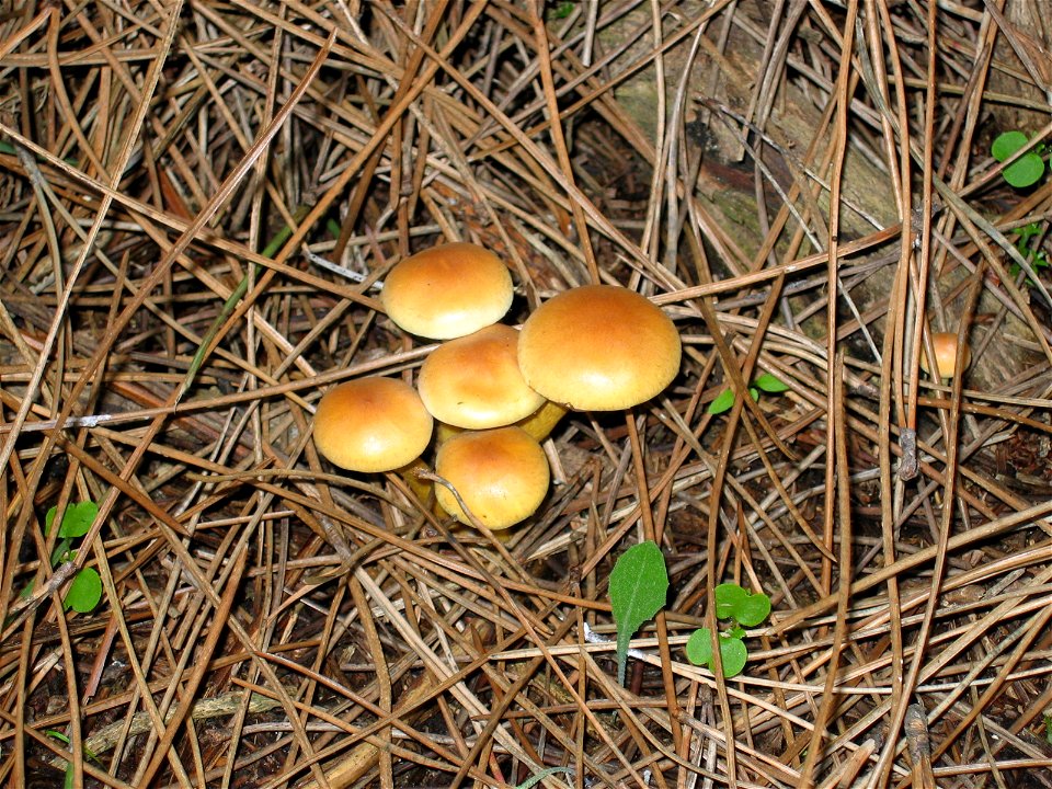 Nematoloma fasciculare (O Grove).