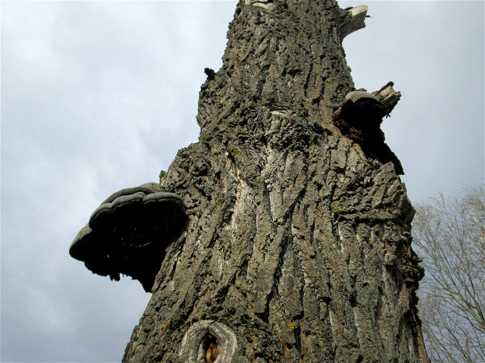 Zunderschwamm (Fomes fomentarius) an einer toten Silberweide im Gartenschaupark Hockenheim