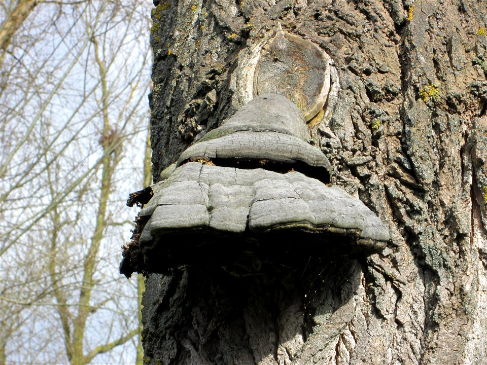 Zunderschwamm (Fomes fomentarius) an einer toten Silberweide im Gartenschaupark Hockenheim