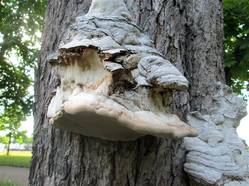 Zunderschwamm (Fomes fomentarius) an einer toten Rosskastanie in Hockenheim