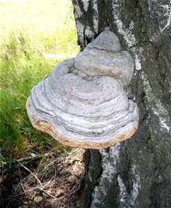 Fomes fomentarius on the living birch (Betula). Ukraine photo