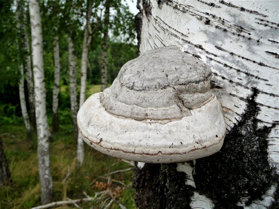 Tinder fungus Fomes fomentarius on the living birch (Betula). Ukraine. photo