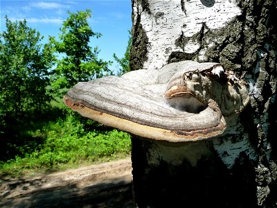 Tinder fungus Fomes fomentarius on the living birch (Betula). Ukraine. photo