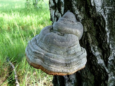 Tinder fungus (Fomes fomentarius) on a dead birch (Betula). Approximately 10 years old mushroom. Ukraine. photo