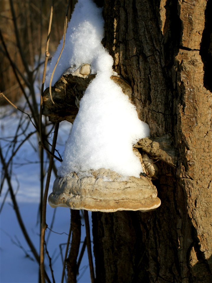 Tinder fungus (Fomes fomentarius) on the dead Hybrid Black Poplar (Populus × canadensis). Ukraine.