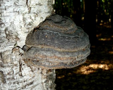 Dark Tinder fungus (Fomes fomentarius) on the dead birch (Betula). Ukraine. photo