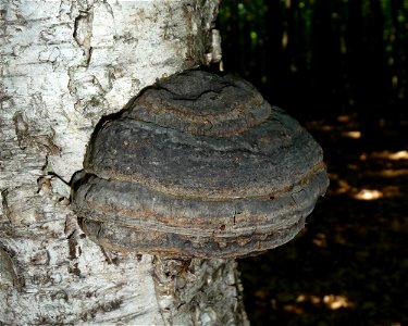 Dark Tinder fungus Fomes fomentarius on the dead birch (Betula). Ukraine.