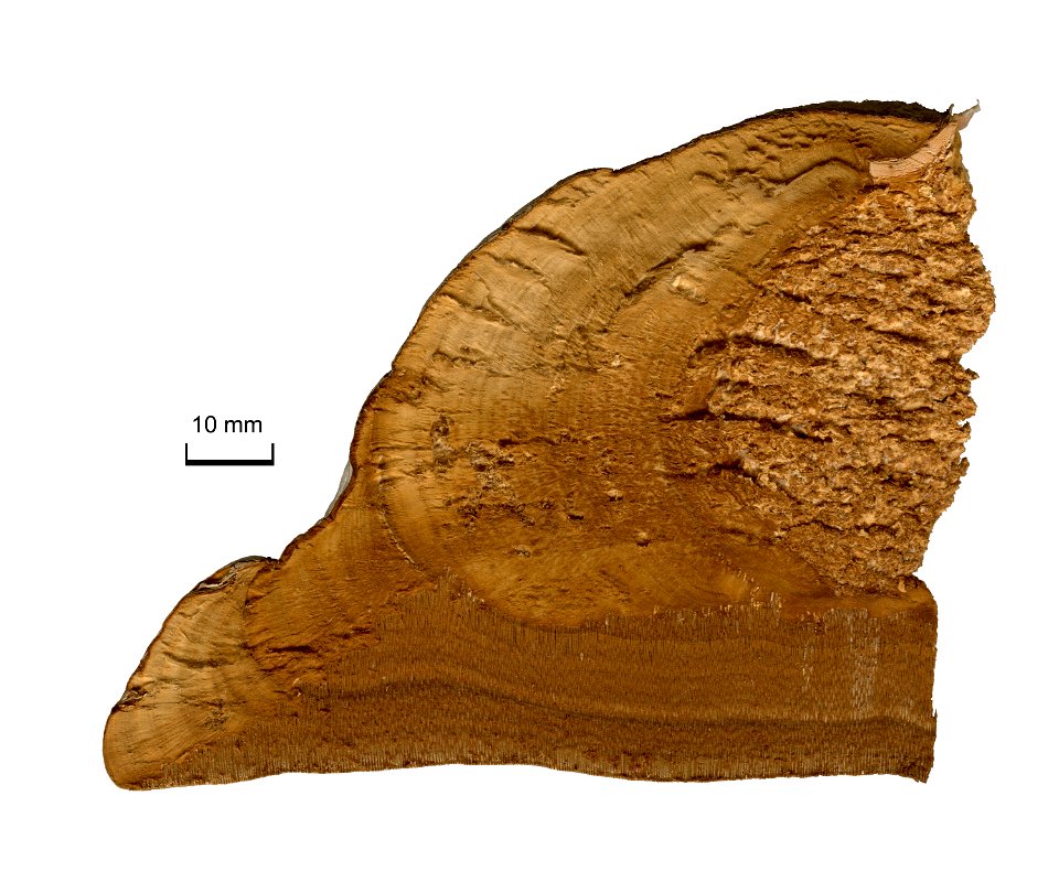 Tinder fungus (Fomes fomentarius) in section.